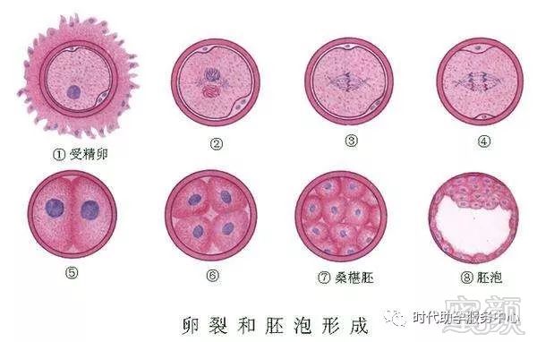四維彩超臀位