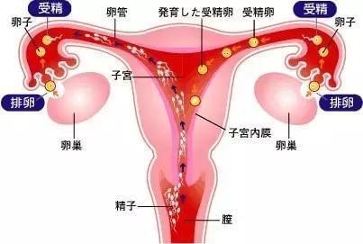 備孕